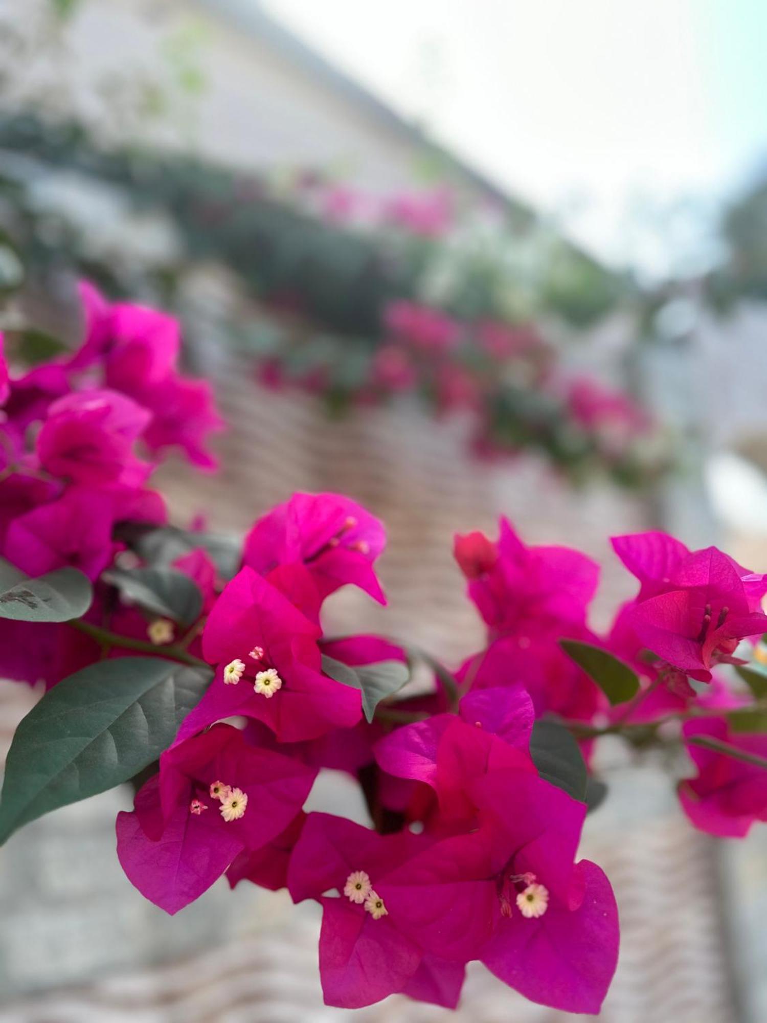 Fhs Foundation House Bijilo Ngoại thất bức ảnh